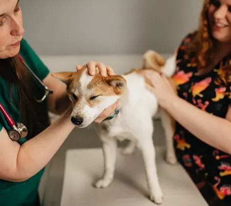 Two staff members caring for an orange and white Shiba Inu dog